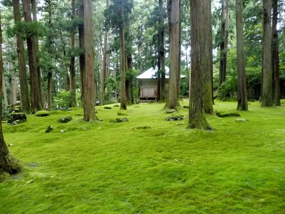 ”苔の神社”で散策を…！