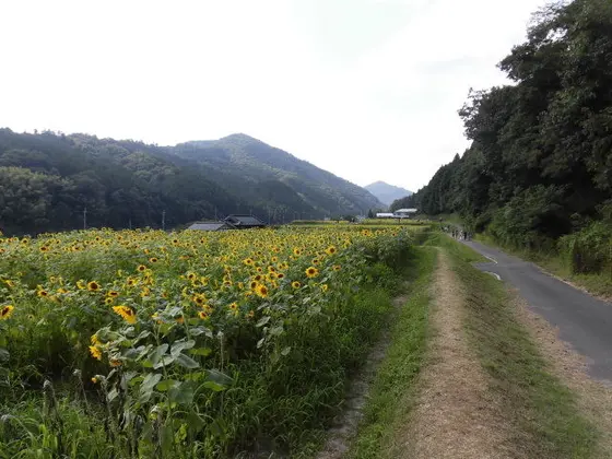 ひまわり