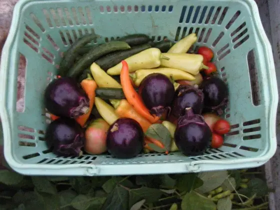 夏野菜の収穫♡