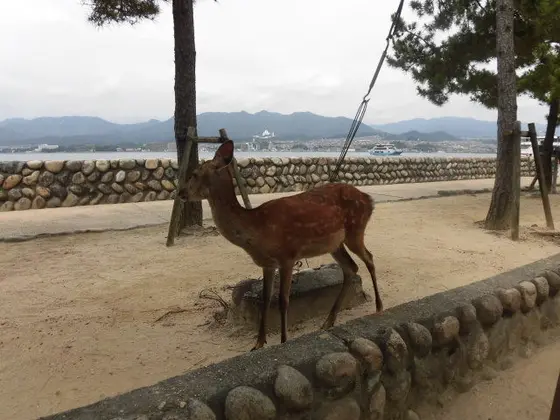 シカ