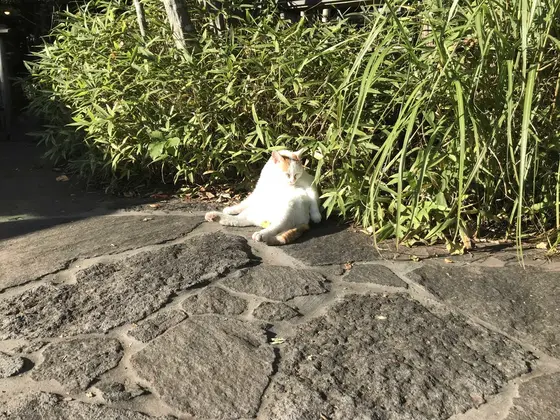猫はかわいい。