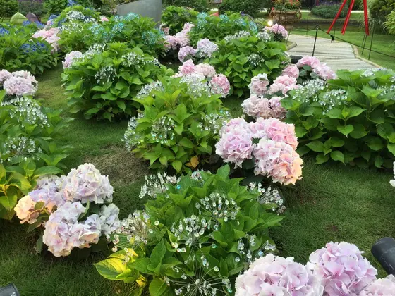 紫陽花がきれいです