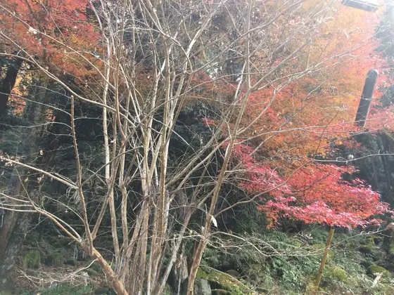 若干、紅葉 している感じです