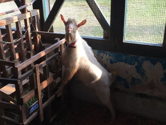 ヤギがいました