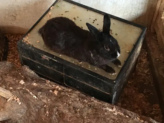 この子が黒うさぎでしょうか？？