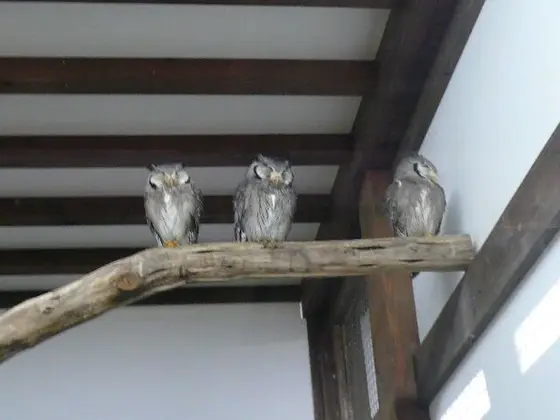 フクロウとミミズク