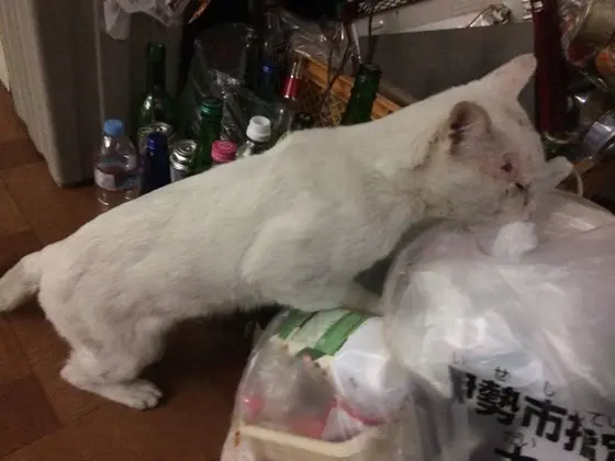 猫ちゃんがいます。