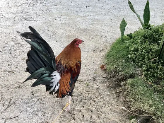 ニワトリ