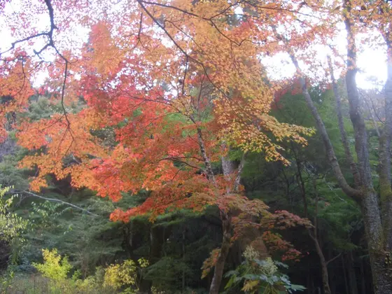 紅葉