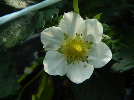 愛らしいいちごの花も