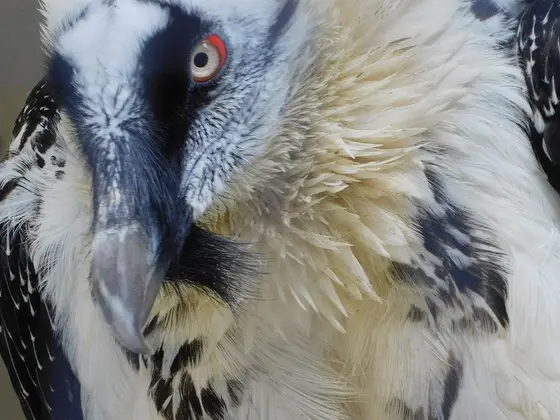ダンディズム