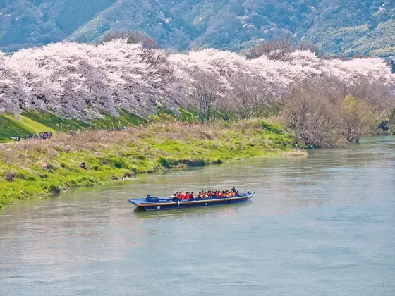 桜を眺めながらクルーズ