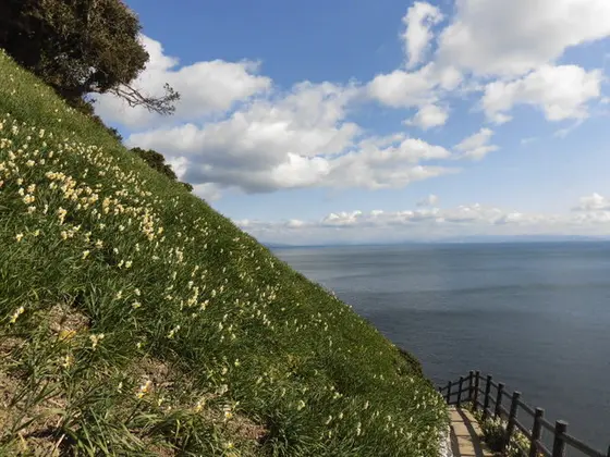 灘黒岩水仙郷