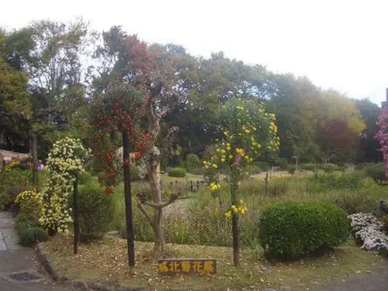 城北菊花展