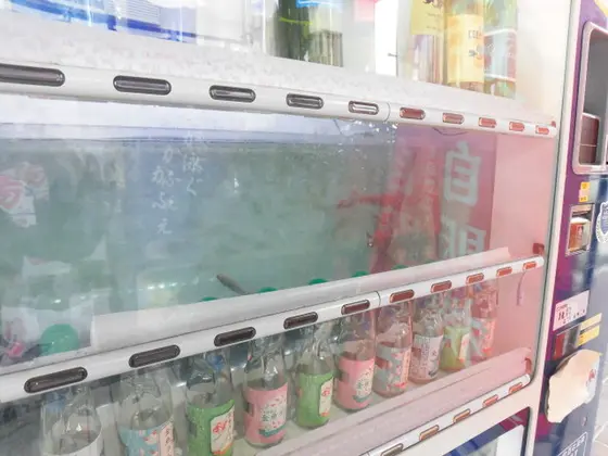 金魚のエサ募金