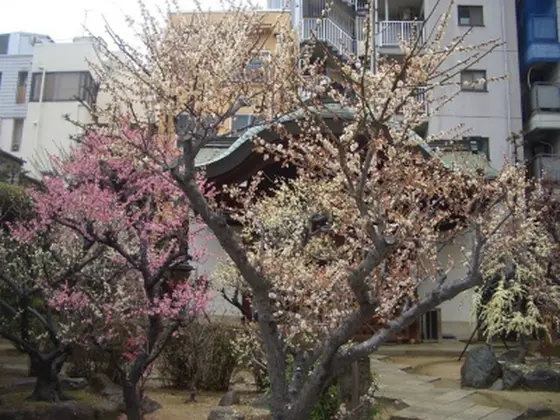梅