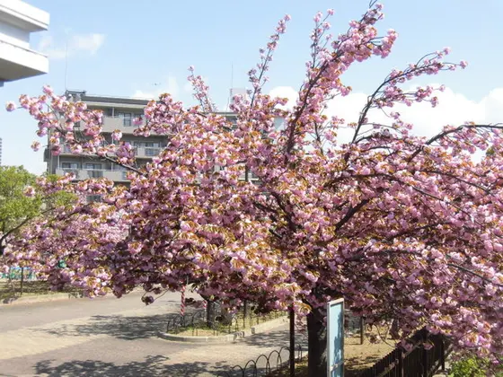 大阪造幣局桜の通り抜け