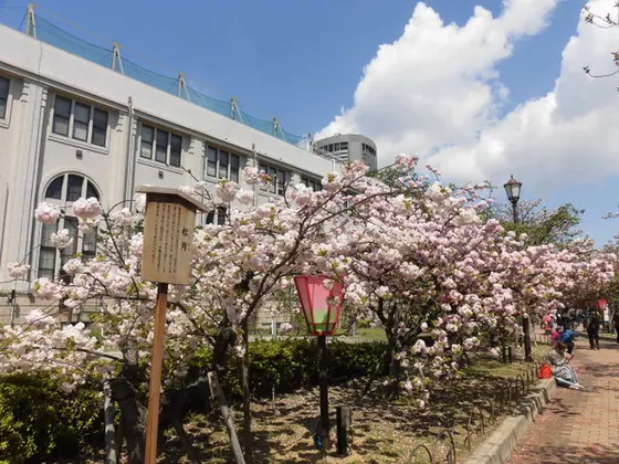 大阪造幣局桜の通り抜け