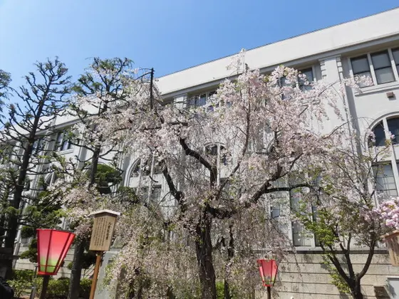 大阪造幣局桜の通り抜け