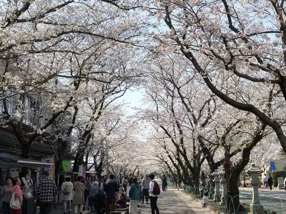 知覧特攻平和会館前の桜並木