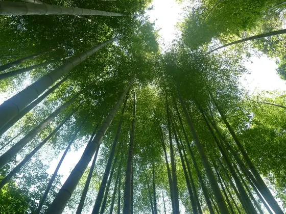 竹林