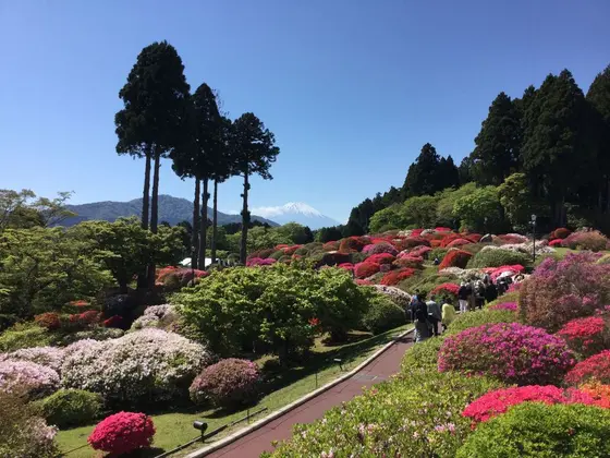 コントラスト