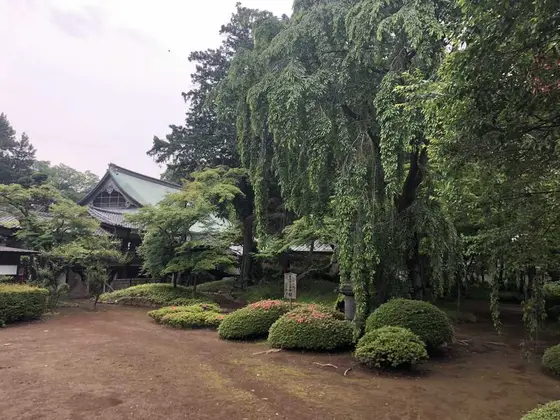 家光お手植えのしだれ桜