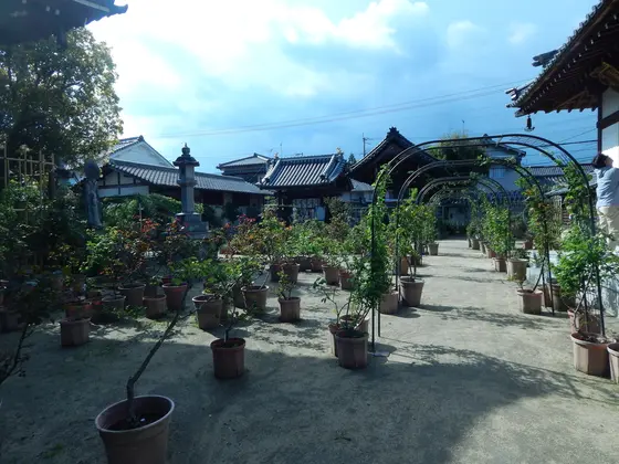 所狭しとバラが植えられています