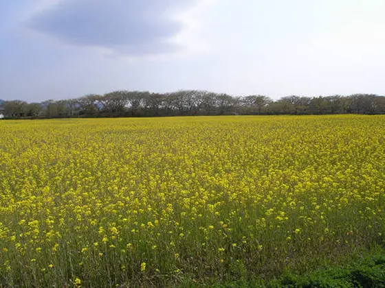 宮跡を彩る季節の花々