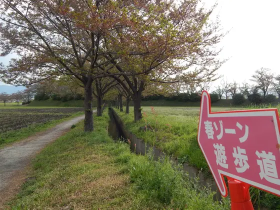 桜並木を抜けて…