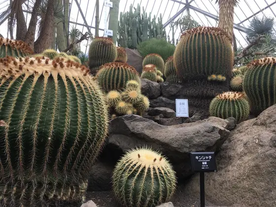 初シャボテン公園