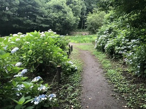 紫陽花の入り口