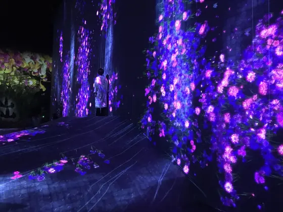 壁に広がる美しい映像