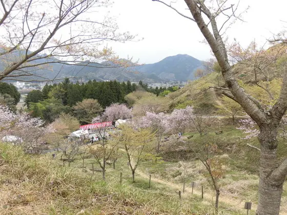 世界の桜