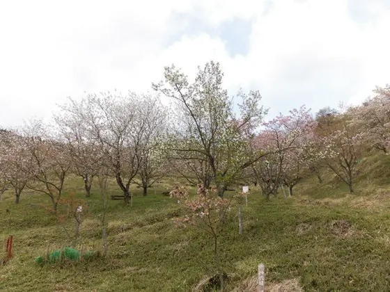 世界の桜と眺望