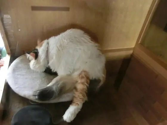 たま駅長のたま