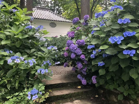 これぞ初夏の京都☂️