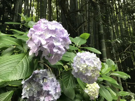 紫陽花も楽しめました
