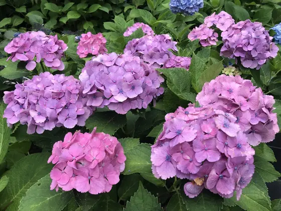 たくさんの紫陽花が見れて満足