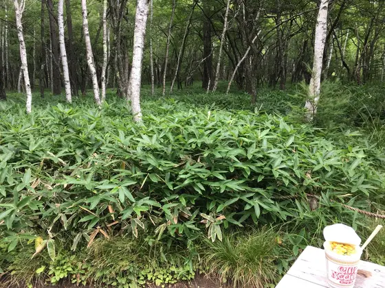 熊笹