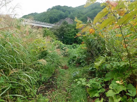 藪漕ぎ