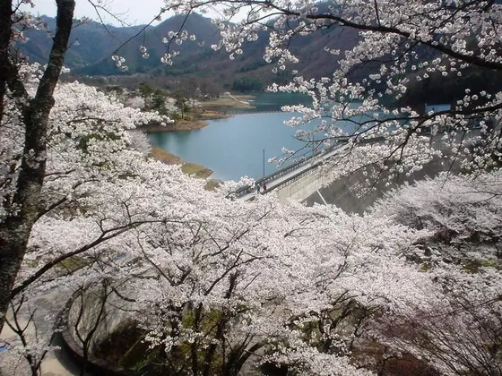 桜が咲き誇る大野ダム