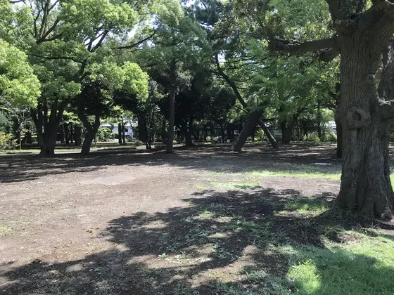 芝生の周りは樹林です。