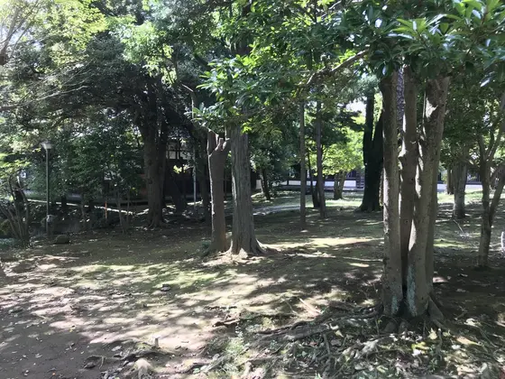 樹木が本当に多いです。