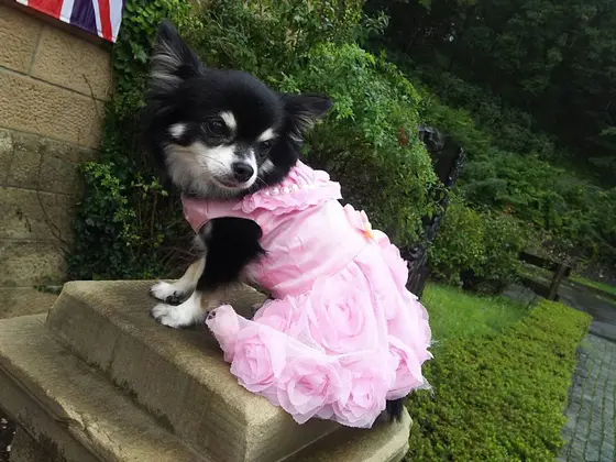 プリンセス体験は