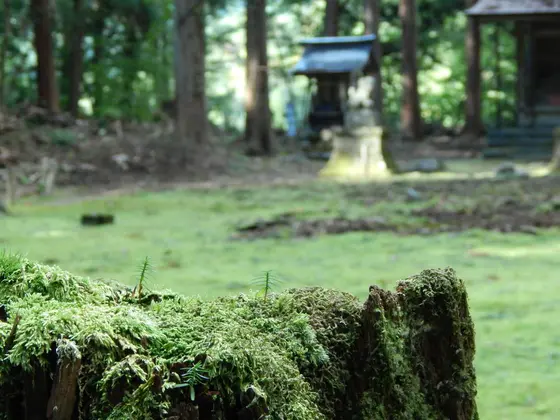 苔が一層静寂を誘います