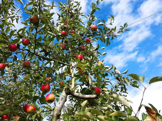青い空と真っ赤なリンゴ