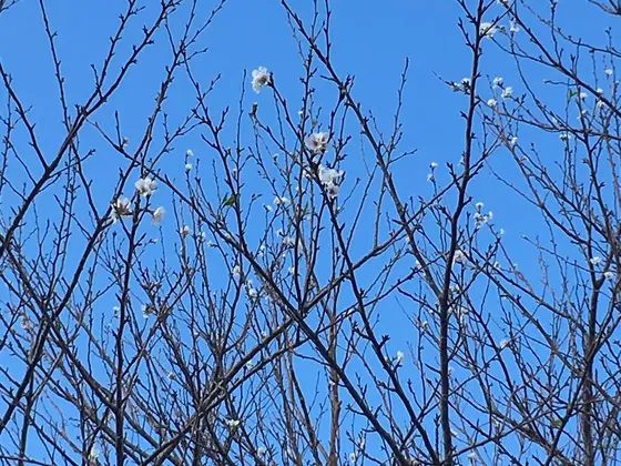 10月末に桜が開花していました。