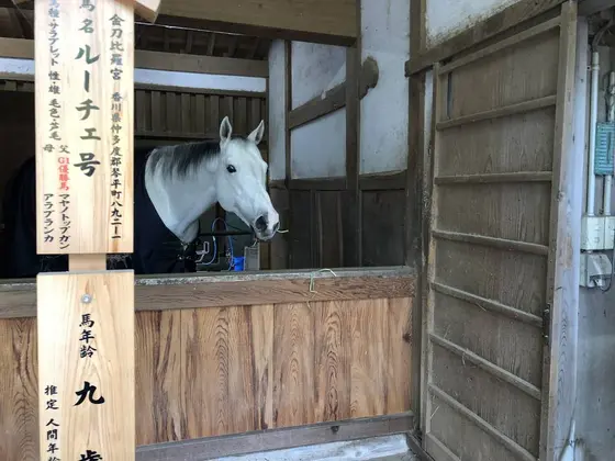 神馬　ルーチェ号さん