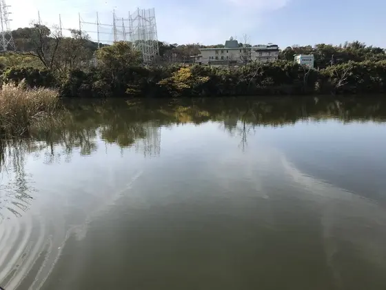 駒岡池はこんなんです。